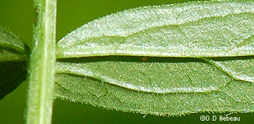leaf underside