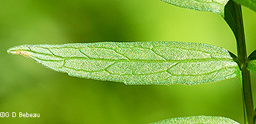 leaf upper side