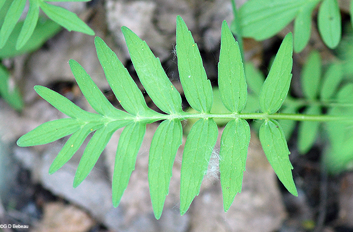 basal leaf