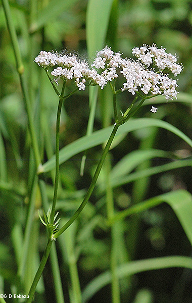 plant top