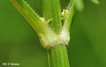 stem