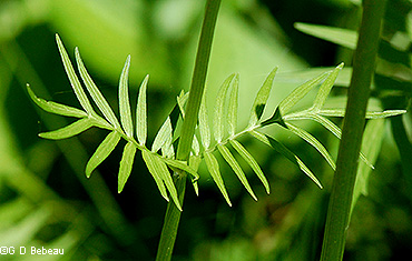 upper stem leaf