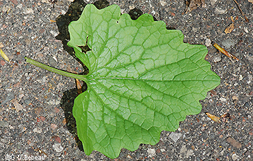 leaf