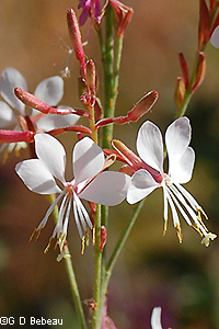 Biennial Gaura