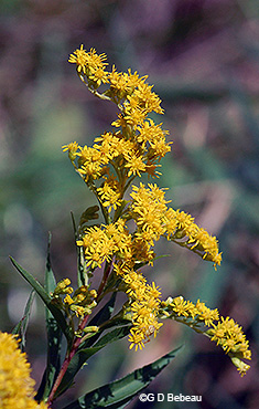 giantgoldenrod
