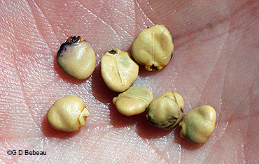 seeds