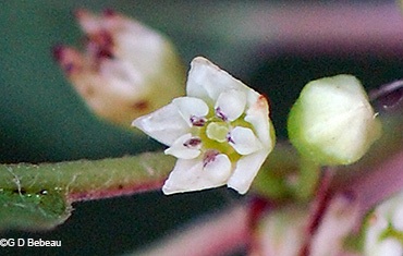 flower detail