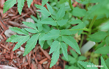 basal leaf