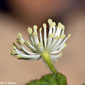 Flower stem and calyx