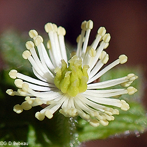 flower close-up