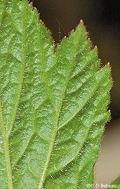 leaf underside