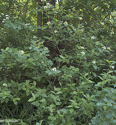 Gray dogwood plant