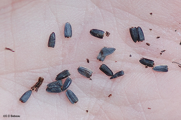 seeds
