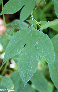 Giant Ragweed leaf