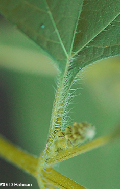Great Ragweed leaf stalk