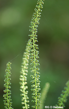 Giant Ragweed male flower spike