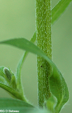 Great Ragweed stem