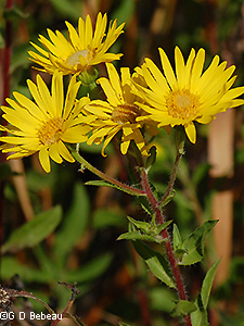 Hairy Golden-aster