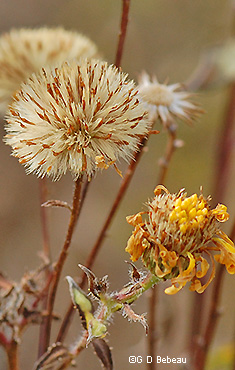 seed head