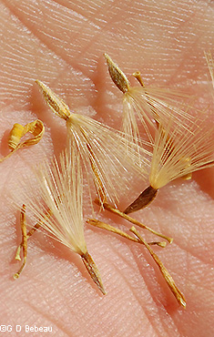 seeds