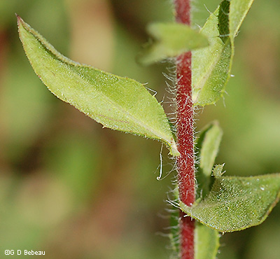 red stems