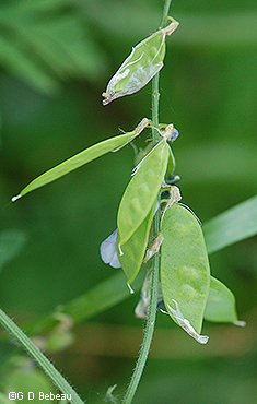pods