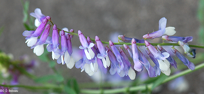 flower raceme