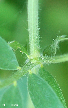 stipule