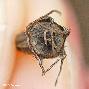 seed capsule