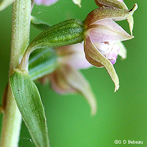 calyx and sepals