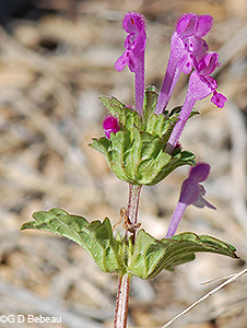 Henbit Deadnettle