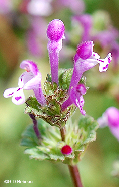 inflorescence