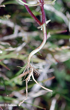 root