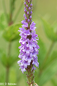 Hoary Vervain flowers