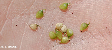 seeds