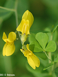 Horseflyweed