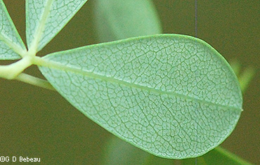 leaf underside