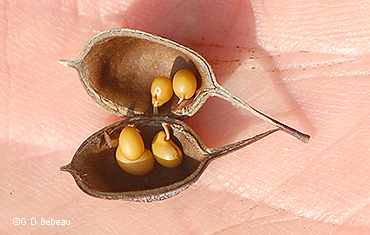 open seed pod
