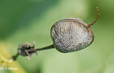 mature seed pod