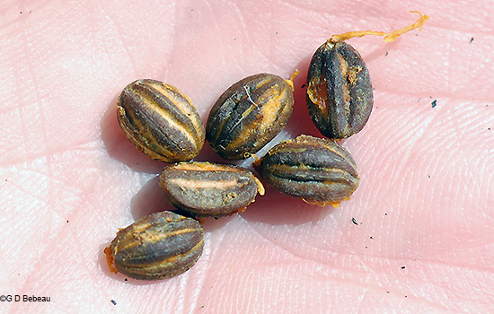 seeds