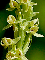 Huron Green orchid
