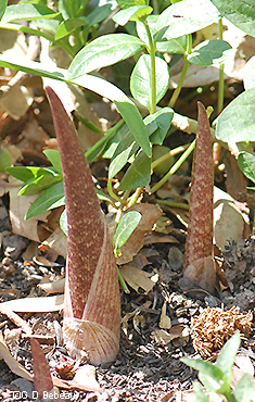 new growth spike emerging