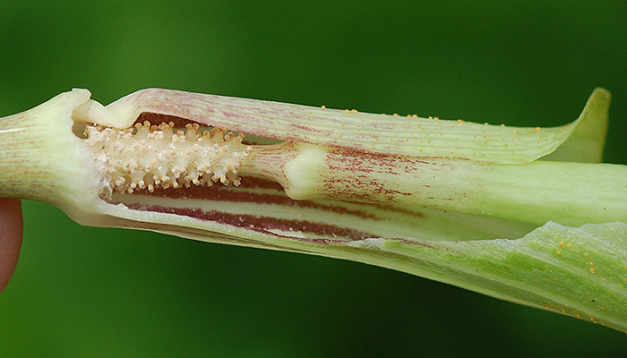 spadix flowers