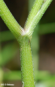 Japanese Hedge Parsley stem