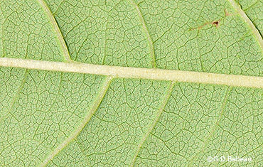 leaf underside