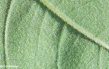 leaf underside
