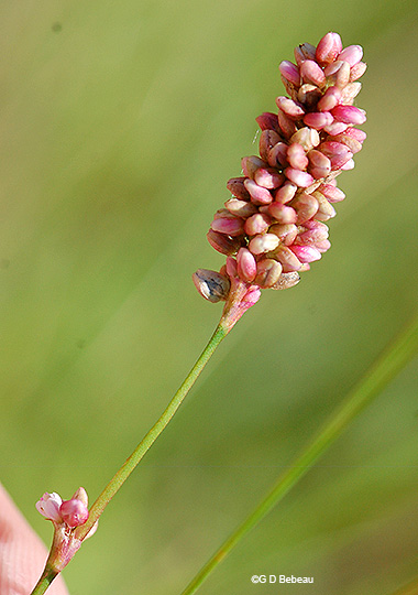 Inflorescence