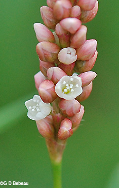 flower closeup