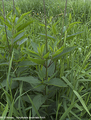 plant