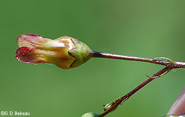 flower calyx